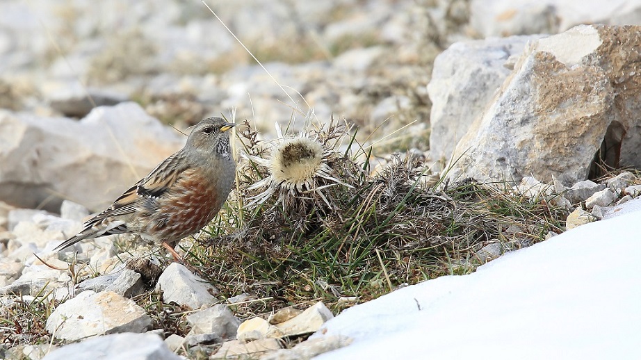 377 Accenteur alpin.jpg