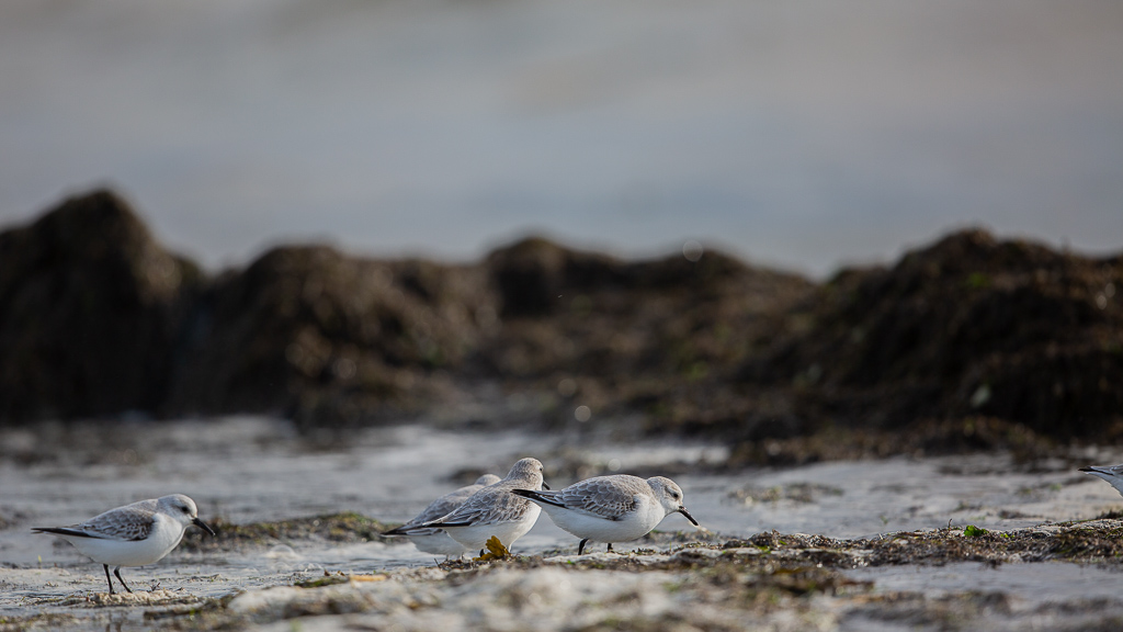 Bécasseau sanderling (Calidris alba) Sanderling-12.jpg