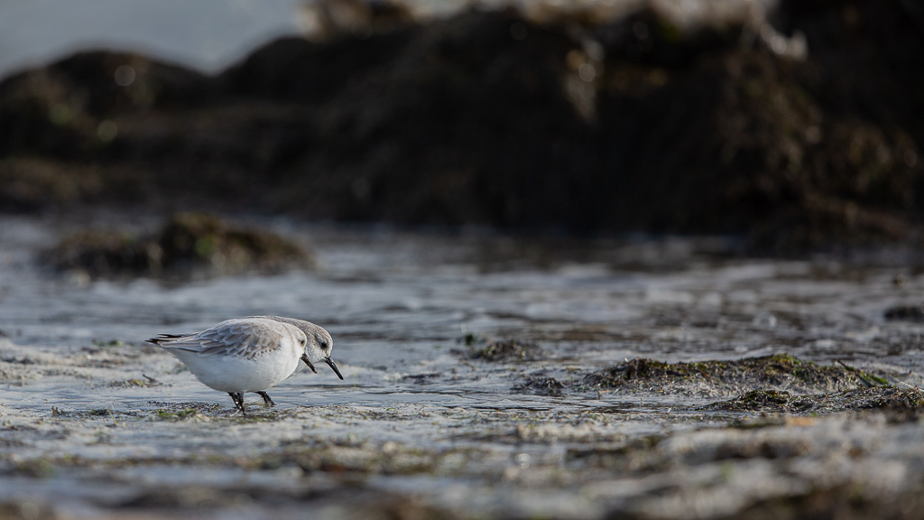 Bécasseau sanderling (Calidris alba) Sanderling-17.jpg