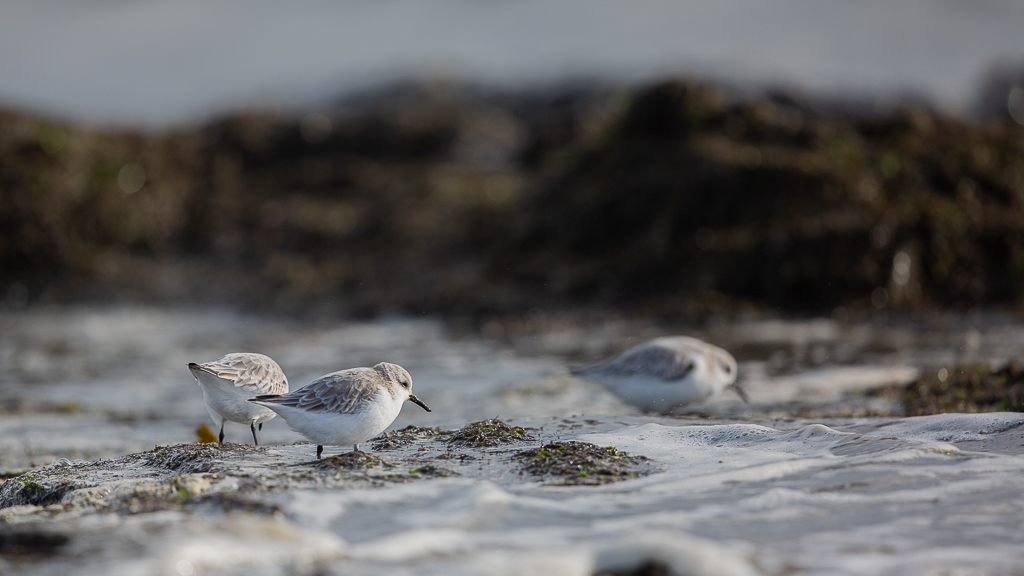 Bécasseau sanderling (Calidris alba) Sanderling-33.jpg