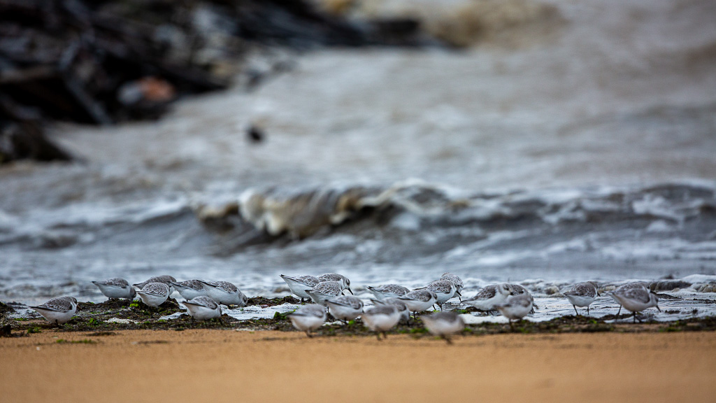 Bécasseau sanderling (Calidris alba) Sanderling-68.jpg