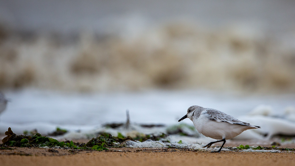 Bécasseau sanderling (Calidris alba) Sanderling-80.jpg