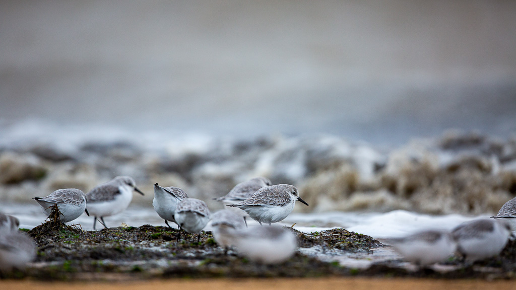 Bécasseau sanderling (Calidris alba) Sanderling-89.jpg