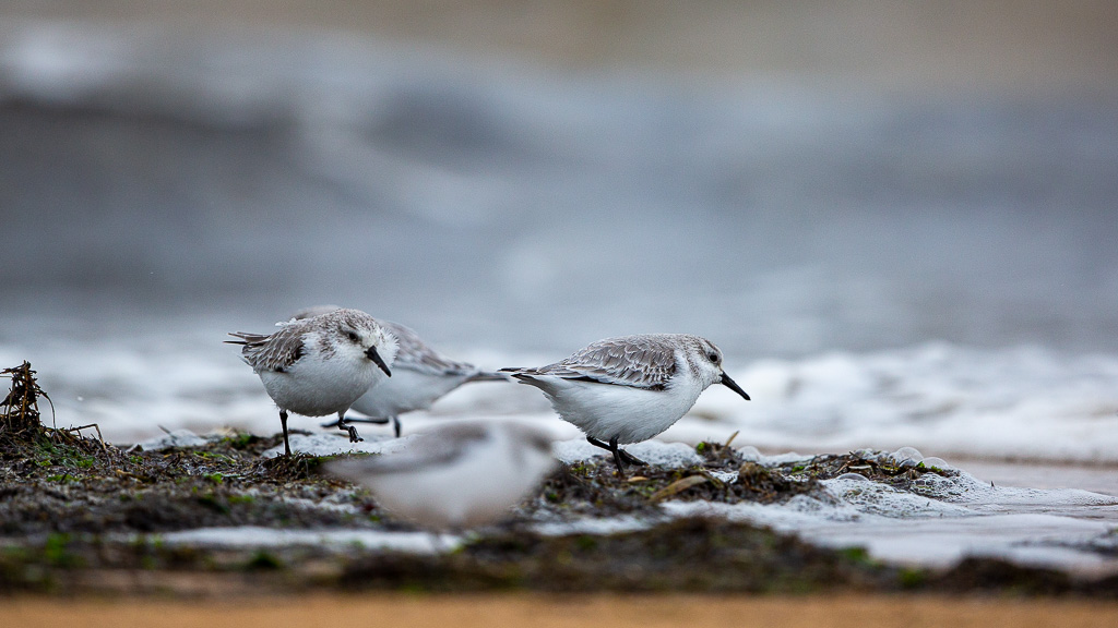 Bécasseau sanderling (Calidris alba) Sanderling-94.jpg