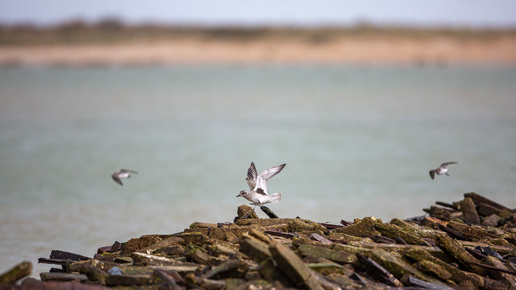 Bécasseau sanderling (Calidris alba) Sanderling-158.jpg