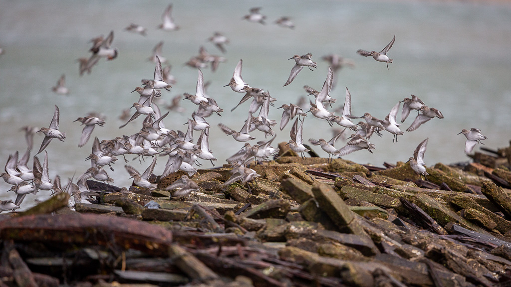 Bécasseau sanderling (Calidris alba) Sanderling-157.jpg