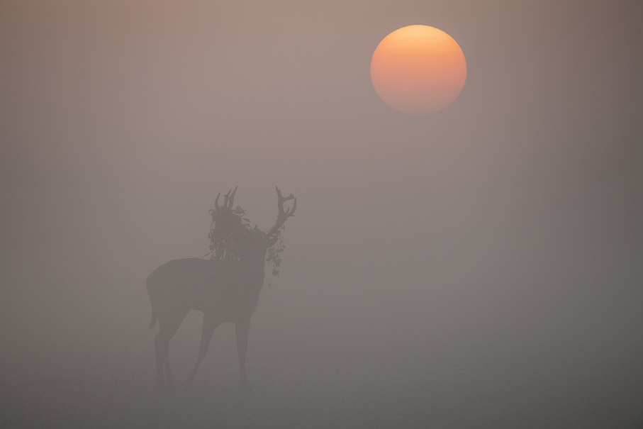 Pere David's deer. Foggy morning. 麋鹿。雾气的早晨.jpg