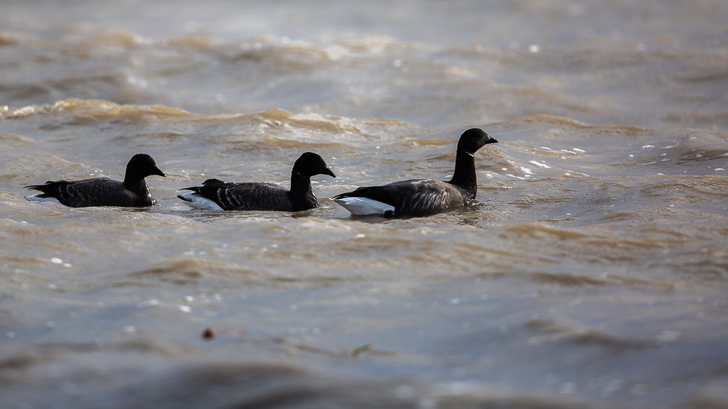 Bernache cravant (Branta bernicla) Brant Goose-5.jpg