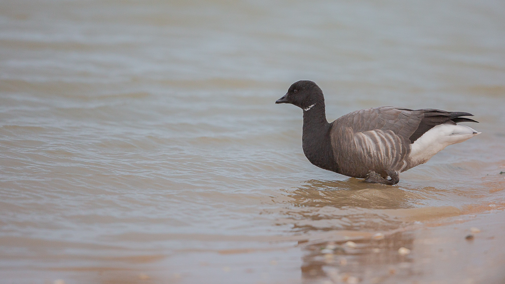 Bernache cravant (Branta bernicla) Brant Goose-81.jpg