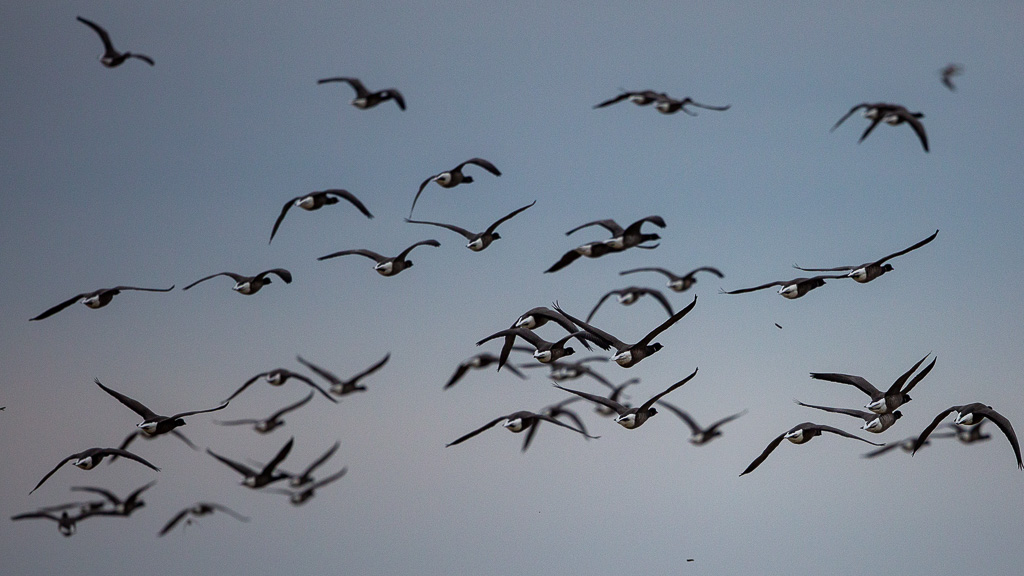 Bernache cravant (Branta bernicla) Brant Goose-30.jpg