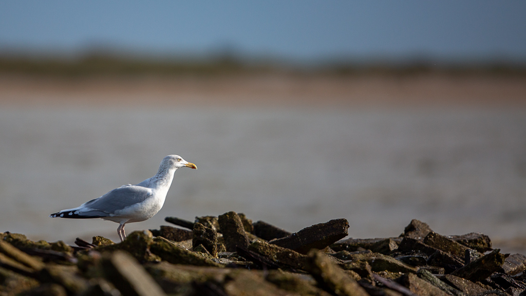 Goéland argenté (Larus argentatus) European Herring Gull-11.jpg