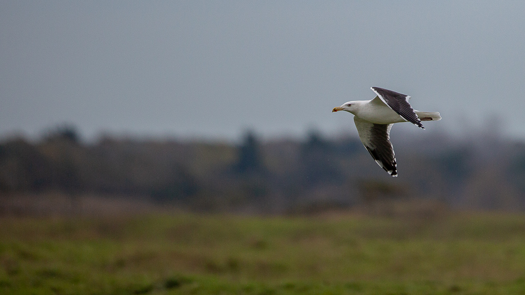 Goéland argenté (Larus argentatus) European Herring Gull-17.jpg