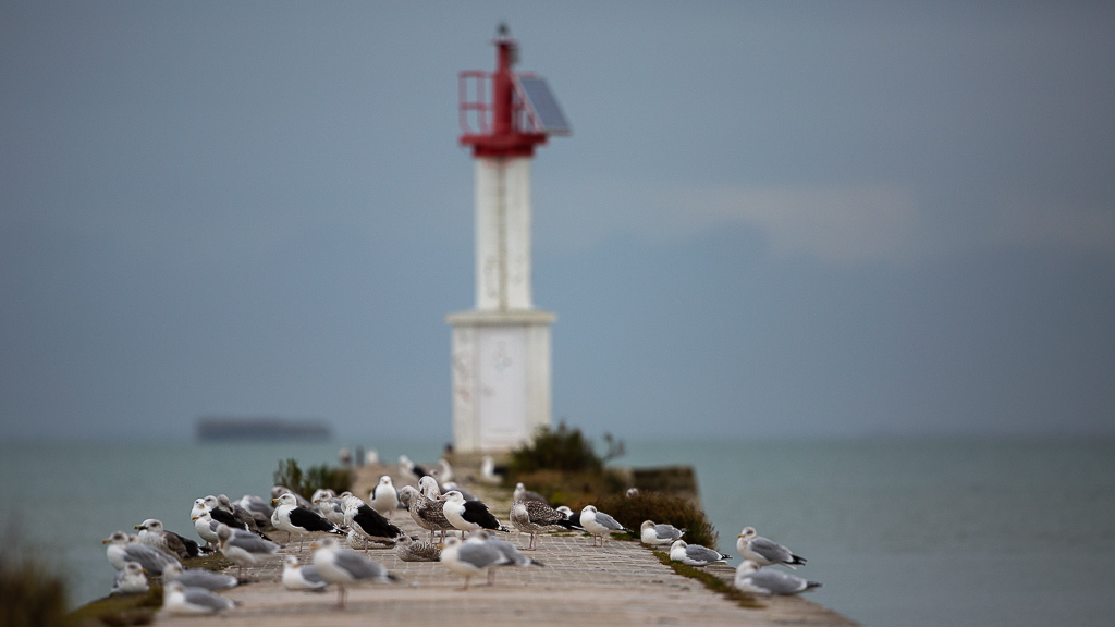 Goéland argenté (Larus argentatus) European Herring Gull-23.jpg