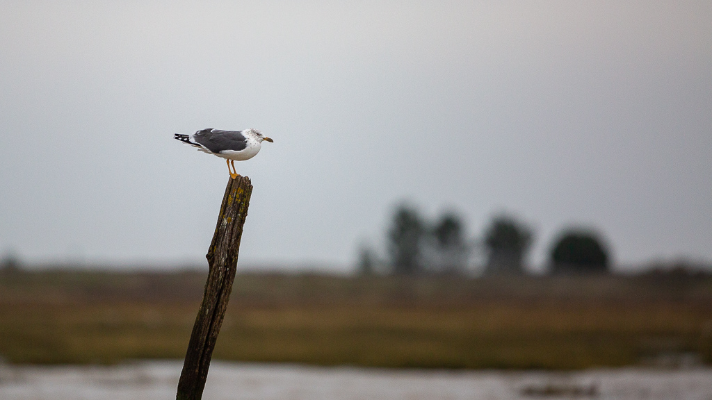 Goéland brun (Larus fuscus) Lesser Black-backed Gull-1.jpg