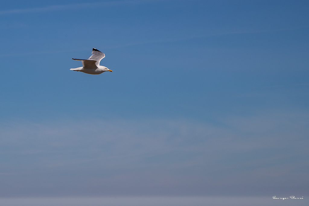 Mouette rieuse (Larus ridibundus) Black-headed-31.jpg