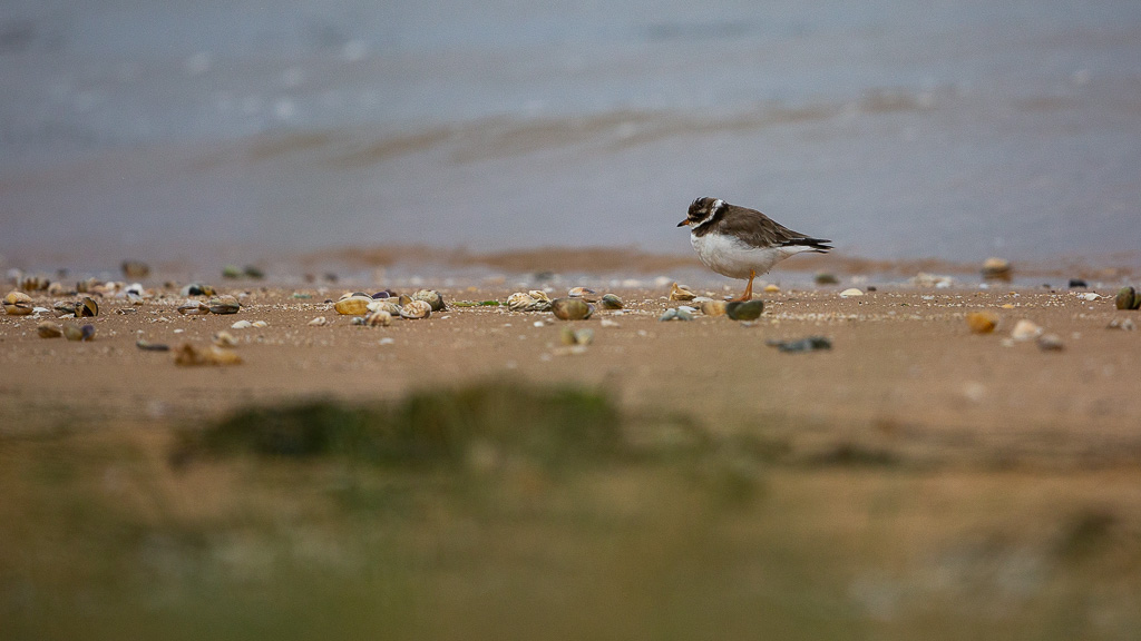 Gravelot à collier interrompu (Charadrius alexandinus) Kentish Plover-2.jpg