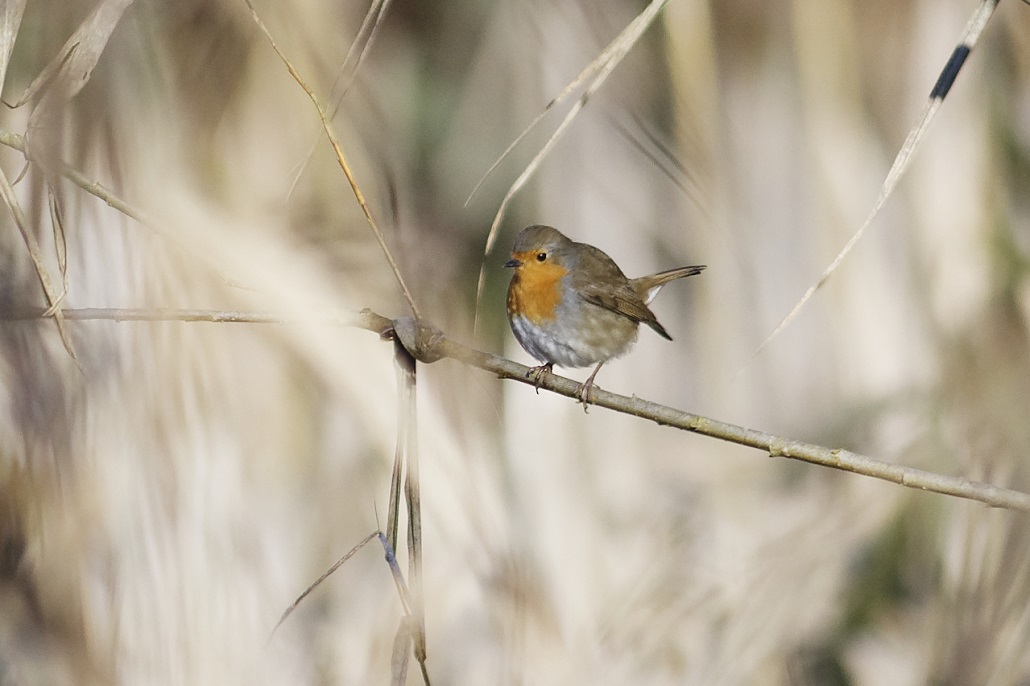 _DSC6274_DxO_3 - Copie.jpg