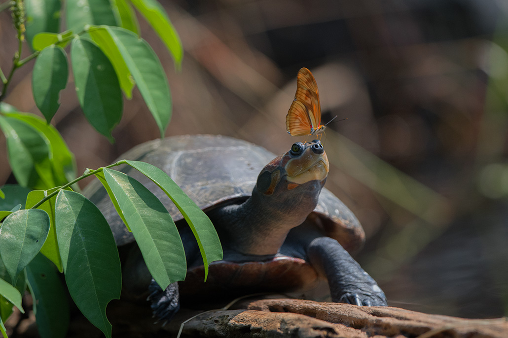 144-Tortue et papillon.jpg