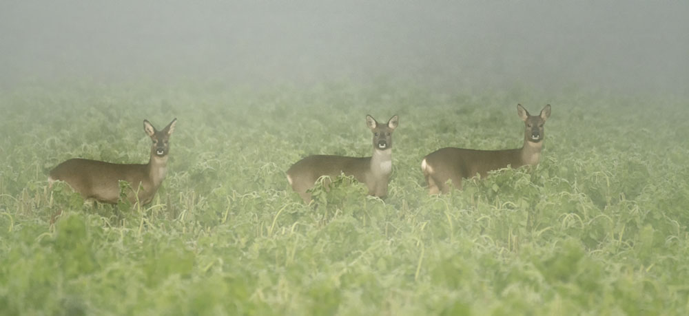 chevreuil dans la brume modifié 1.jpg