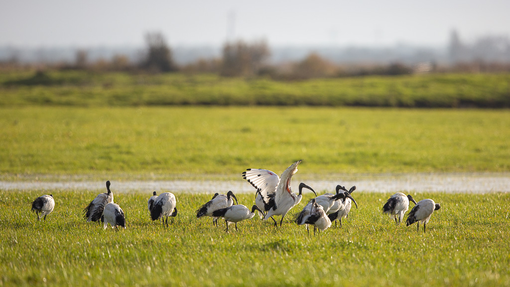 Ibis sacré (Threskiornis aethiopicus) African Sacred Ibis-32.jpg