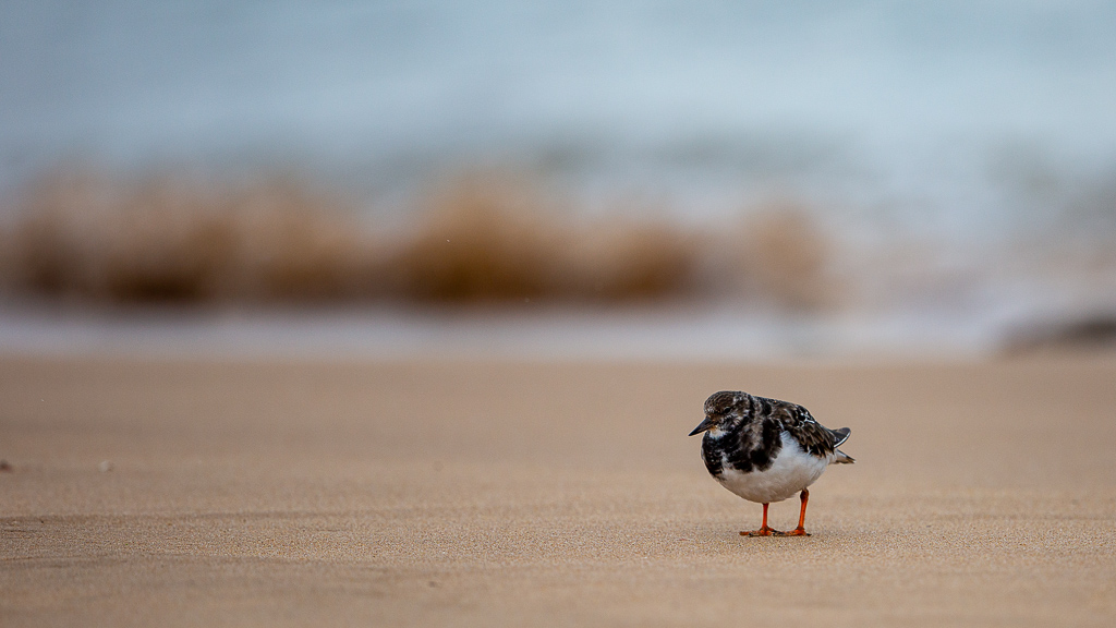 Tournepierre à collier (Arenaria interpres) Ruddy Turnstone-43.jpg