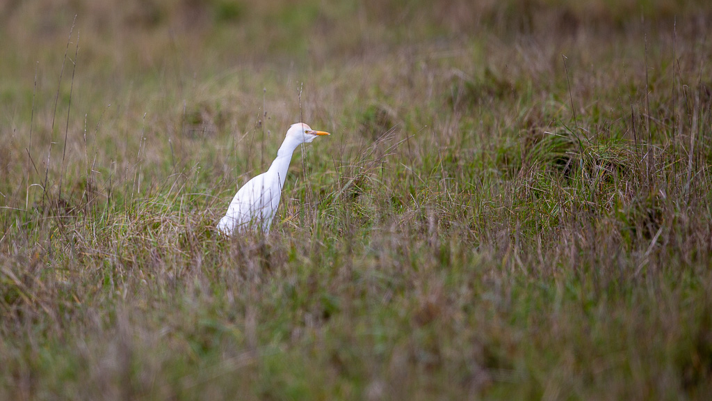 Héron garde-boeufs (Bubulcus ibis) Western Cattle Egret-9.jpg