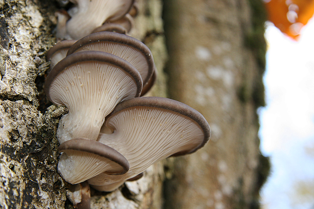 Pleurotus ostreatus Jeunes Jacques Rivière.jpg