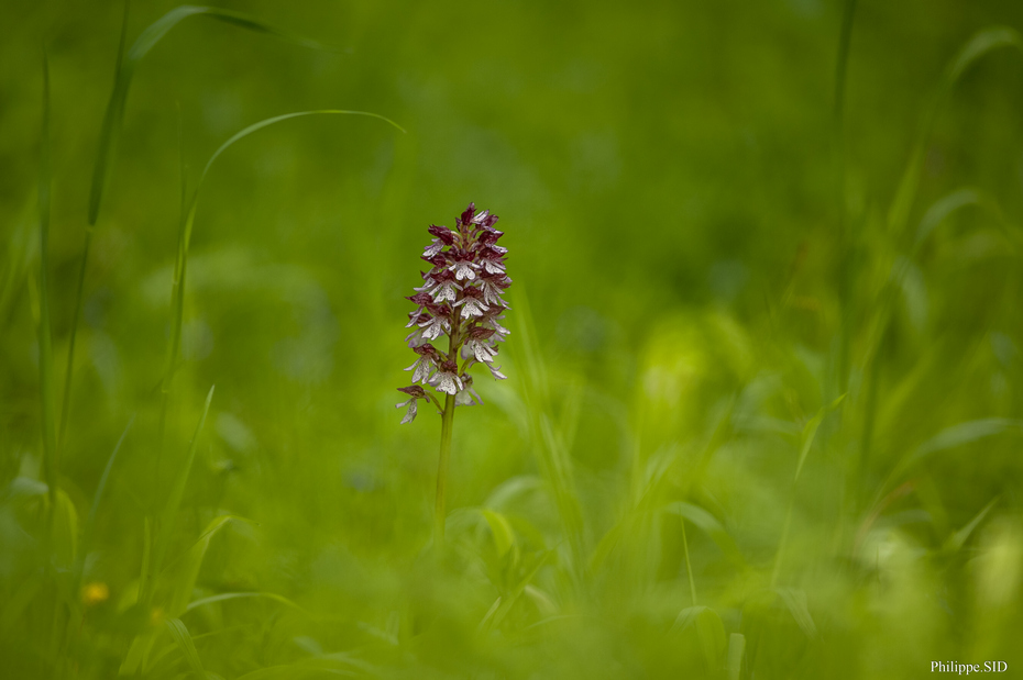 orchis pourpre.jpg