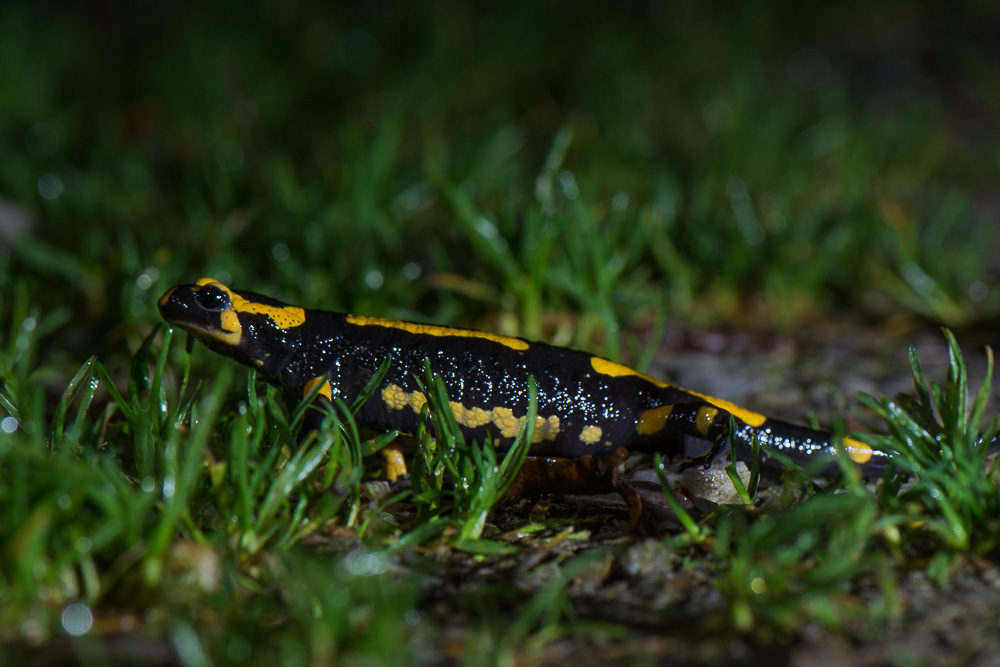 concour salamandre 12 2019-6073.jpg