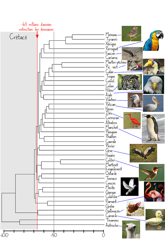 arbre-oiseaux.jpg