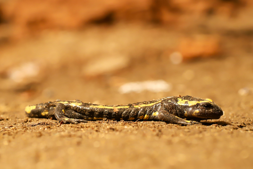 Salamandre 2.jpg