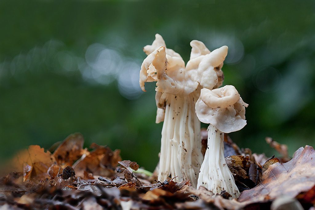 Helvella crispa ( Helvelle crépue ) 7 IN.jpg