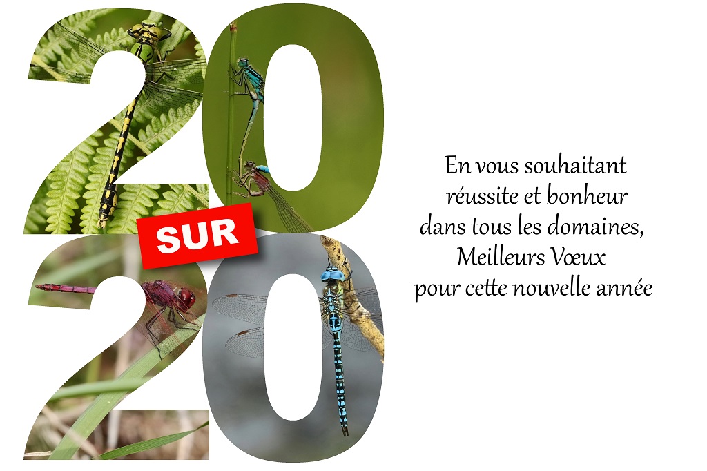 20 SUR 20 1024.jpg