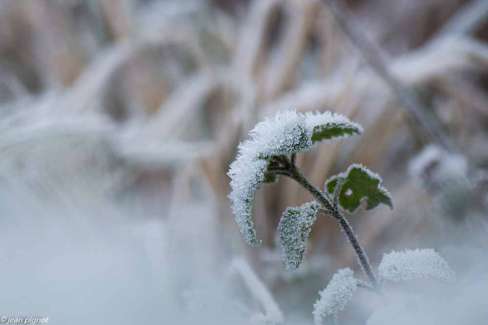 plante gelée 12 2019-7182.jpg