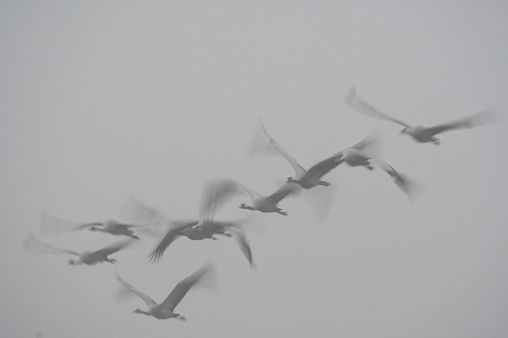 grues en vol flou 14.jpg