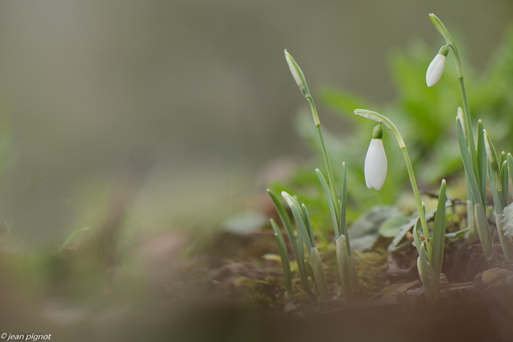 perce neige 01 2020-7576.jpg