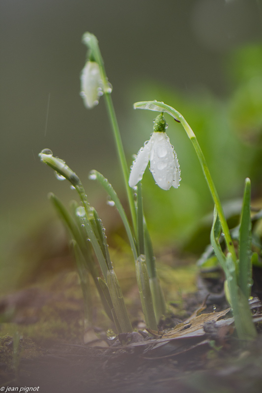 perce neige 01 2020-7584.jpg