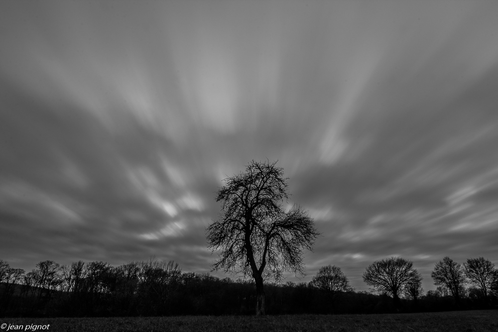 arbre noir et blanc 01 2020-7064-2.jpg