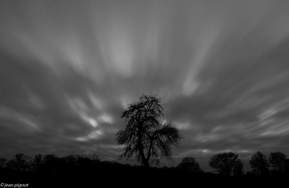 arbre en noir et blanc 01 2020-7064.jpg