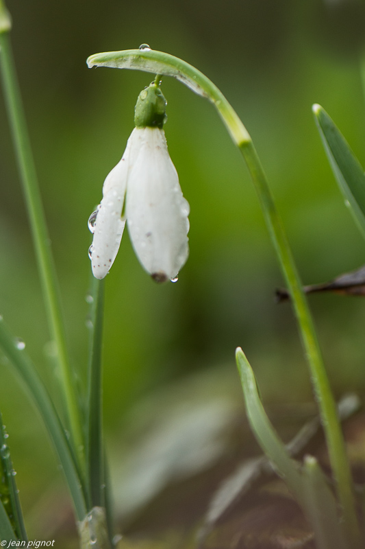 perce neige  01 2020-7597-2.jpg