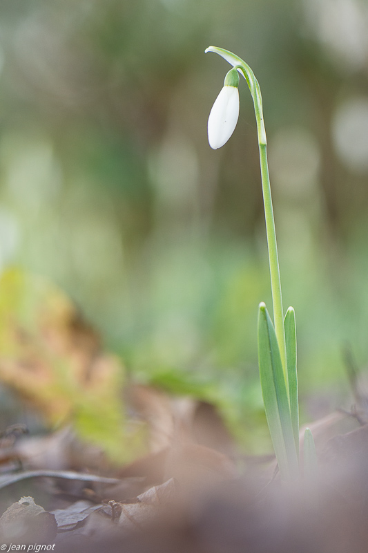 perce neige 01 2020-7591.jpg