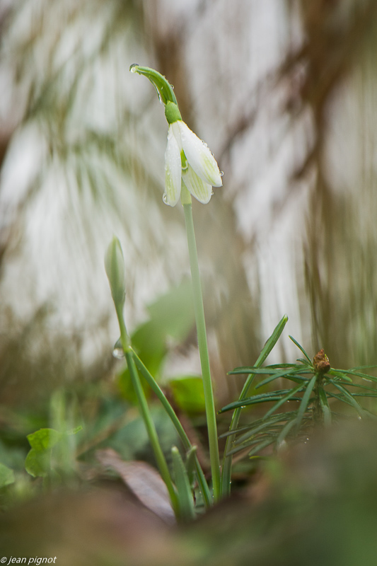 perce neige 01 2020-7602-2.jpg