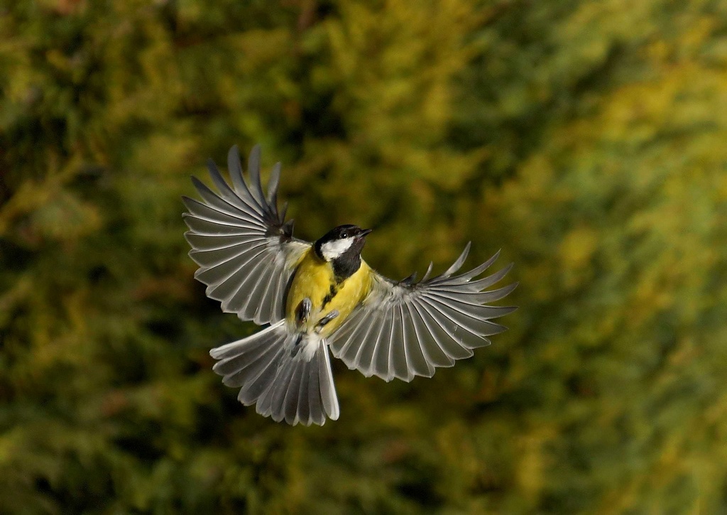 Mésange charbonnière (2).jpg