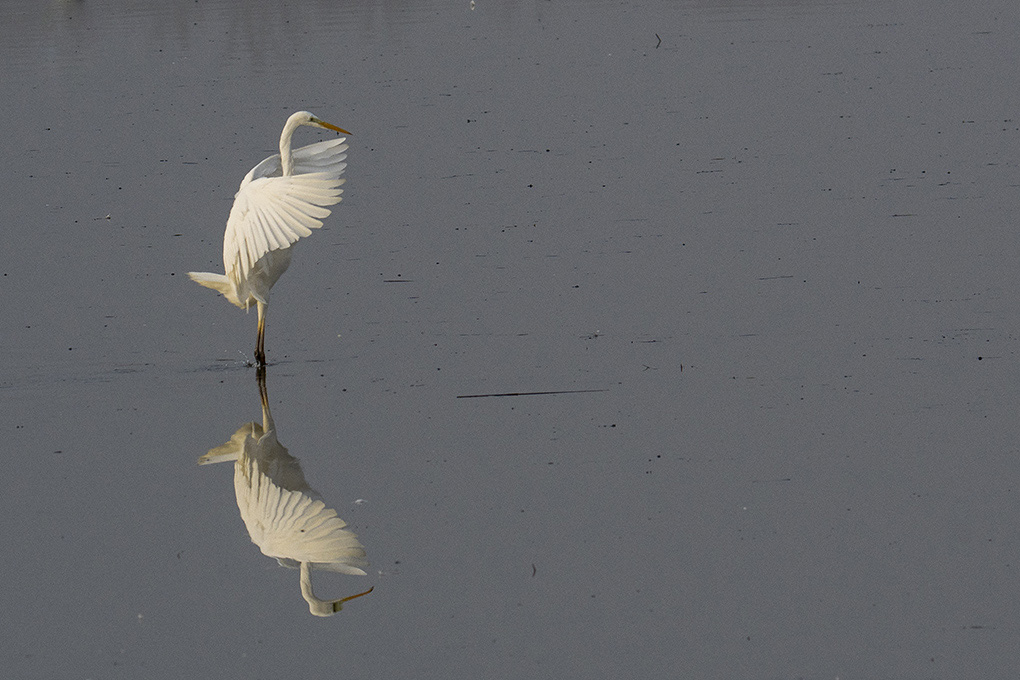 grande aigrette 9.jpg