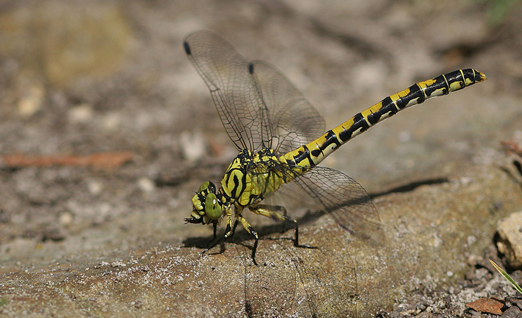 Gomphus  simillimus mâle 2 Jacques Rivière.jpg