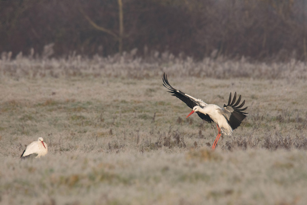 cigogne blanche.jpg