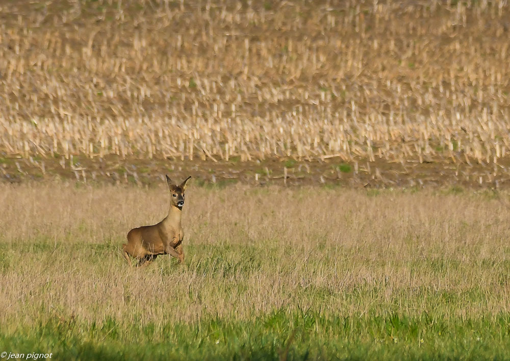 chevreuil de plaine 01 2020-3247.jpg