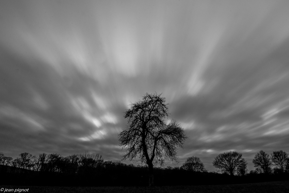 arbre noir et blanc 01 2020-7064-3.jpg