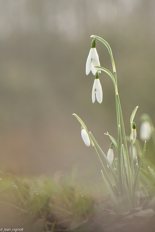 perce neige 01 2020-7707.jpg