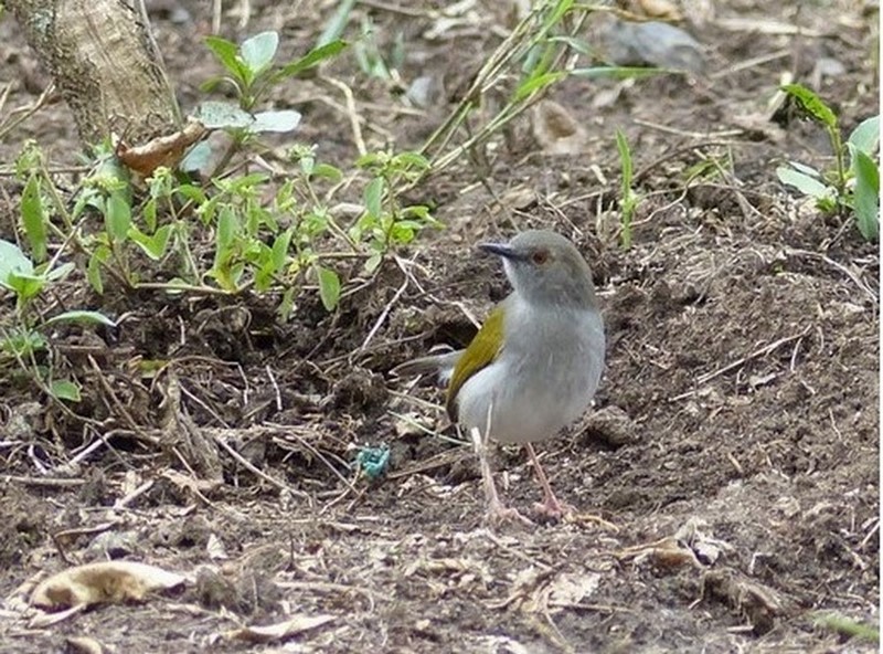 Lodge Massaï-Mara - Kenya 2019 2746.JPG